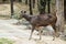 Sambar Deer at the water body quenching thirst at Pench National Park