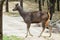 Sambar Deer at the water body quenching thirst at Pench National Park