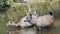 Sambar deers staying in the river