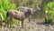 Sambar deers staying at the river