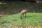 Sambar Doe Deer, Southeast Asian and Indian Deer, Standing and E