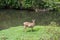 Sambar Doe Deer, Southeast Asian and Indian Deer, Standing and E