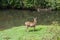 Sambar Doe Deer, Southeast Asian and Indian Deer, Standing and E