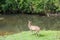 Sambar Doe Deer, Southeast Asian and Indian Deer, Standing and E