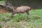 Sambar Doe Deer, Southeast Asian and Indian Deer, Standing and E