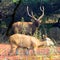 The sambar is a large deer native to the Indian subcontinent