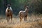 The sambar (Rusa unicolor)