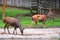 Sambar (Rusa unicolor) deer