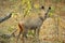 Sambar sighting at Kanha India