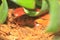 Sambava tomato frog