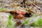 Sambava tomato frog