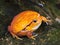Sambava tomato frog (Dyscophus guineti)