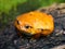 Sambava tomato frog (Dyscophus guineti)