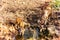 Sambhar Deer and Chital meet at the water hole, Gir National Park, Gujarat, India