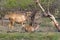 Sambhar deer fawns