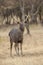 Sambhar Deer, Rusa unicolor at Ranthambhore in Rajasthan, India.