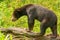Samboja Lodge - medvÄ›d malajskÃ½ Sun Bear