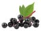 Sambucus branch - Elderberry fresh fruit with green leaves isolated on white background.