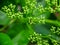 Sambucus is a genus of flowering plants in the Adoxaceae family. The various species are commonly called elderberries or