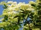 Sambucus nigra or common elder