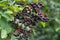 Sambucus nigra, elderberry, black elder berries on twig closeup