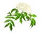 Sambucus nigra Flowering shrub isolated on a white background. Common names include elder, elderberry, black elder, European elder