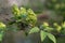 Sambucus racemosa, elderberry or red-berried elder close up