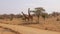 Samburu Reserve Two African Giraffes RUB Against Each Other With Their Necks