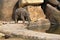 Same shot of cute little calf of elephant in pond