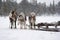 Sami reindeer team on the snow-covered forest