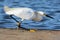 Samll egret fishing near the water