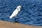 Samll egret standing near the water