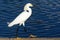 Samll egret walking