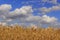 Sammertime: rural lanscape Cornfield topped by clouds..Apulia (ITALY)