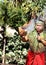 :A Samoan Man demonstrating how to start fire using a coconut