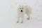 Samoed dog in the snow in  the winter