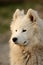 Samojed Dog Portrait