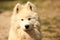 Samojed Dog Portrait