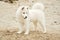 Samojed puppy dog