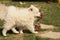 Samojed Puppy playing