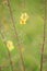 Samolus ebracteatus - Bractless brookweed