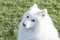 Samoyed