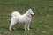 Samoyed