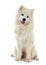 Samoyed