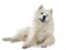 Samoyed