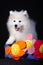 Samoyed