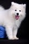 Samoyed