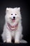 Samoyed