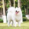 Samoyed