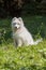 Samoyed - a beautiful breed of Siberian white dog. Four-month-old puppy on a walk